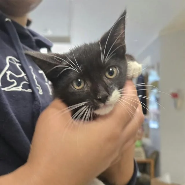 A baby small-sized male Domestic Short Hair cat named Bulbasaur for adoption in Easton, MD