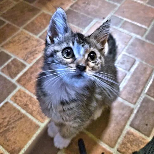 A baby medium-sized male Tabby cat named Rascal for adoption in Rutherfordton, NC