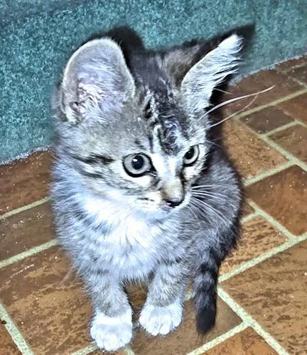 Rascal thumbnail 2