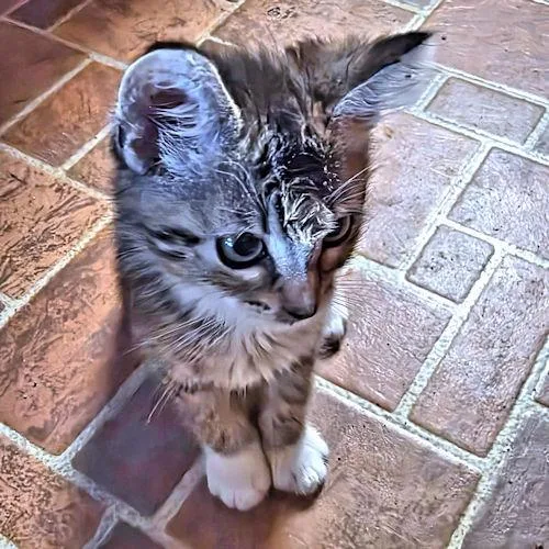 Rascal thumbnail 3