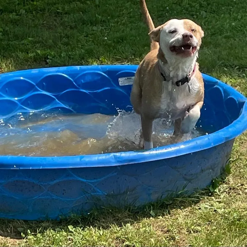 An adult medium-sized female White / Cream Mixed Breed dog named Patisserie for adoption in Chattanooga, TN