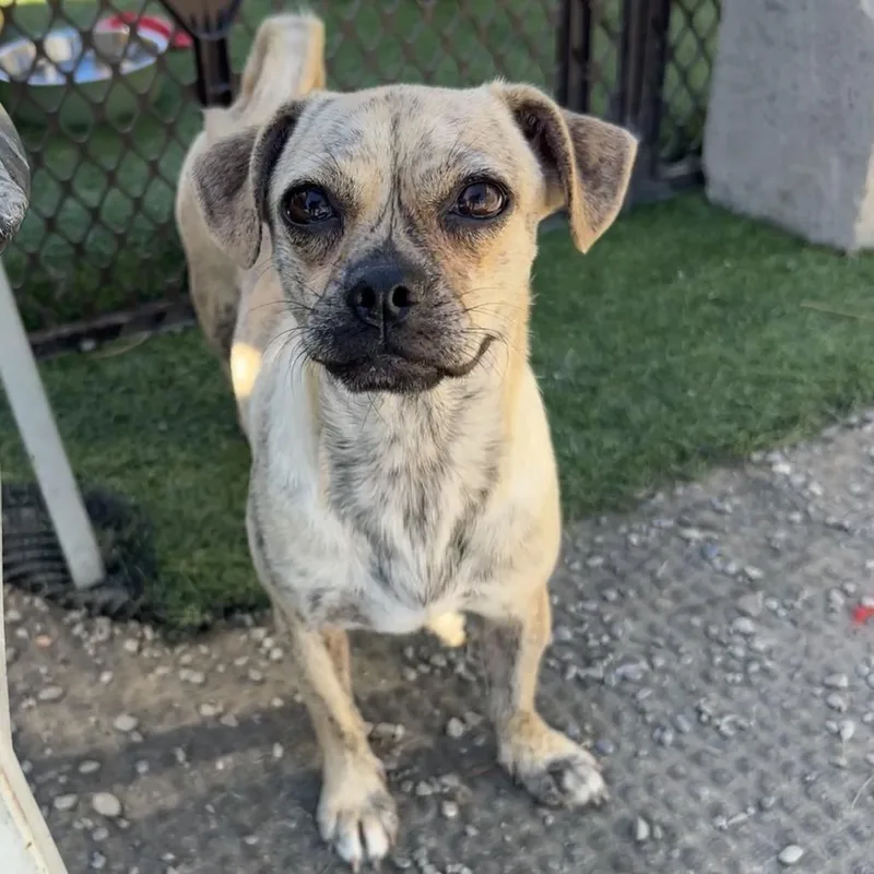 An adult small-sized female Yellow / Tan / Blond / Fawn Chihuahua dog named Pansy for adoption in San Francisco, CA