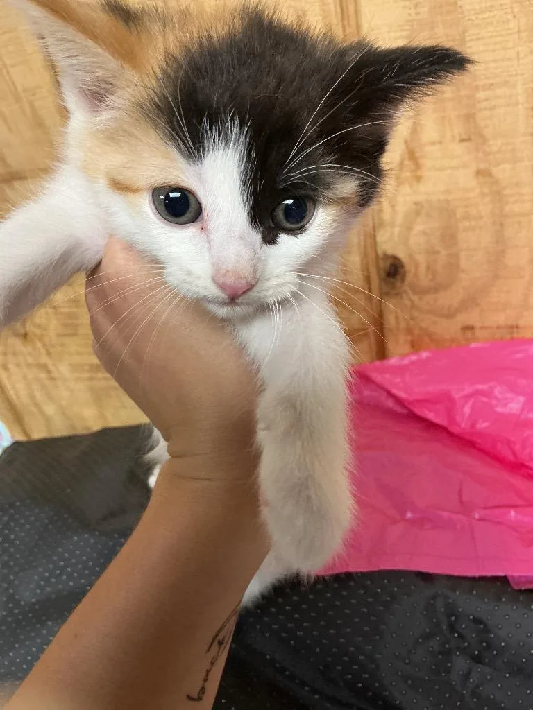 A baby small-sized female Abyssinian cat named Maddie for adoption in Dyersburg, TN