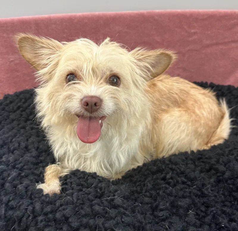 A young small-sized female Yellow / Tan / Blond / Fawn Wirehaired Terrier dog named Pearl for adoption in Lawrenceville, GA