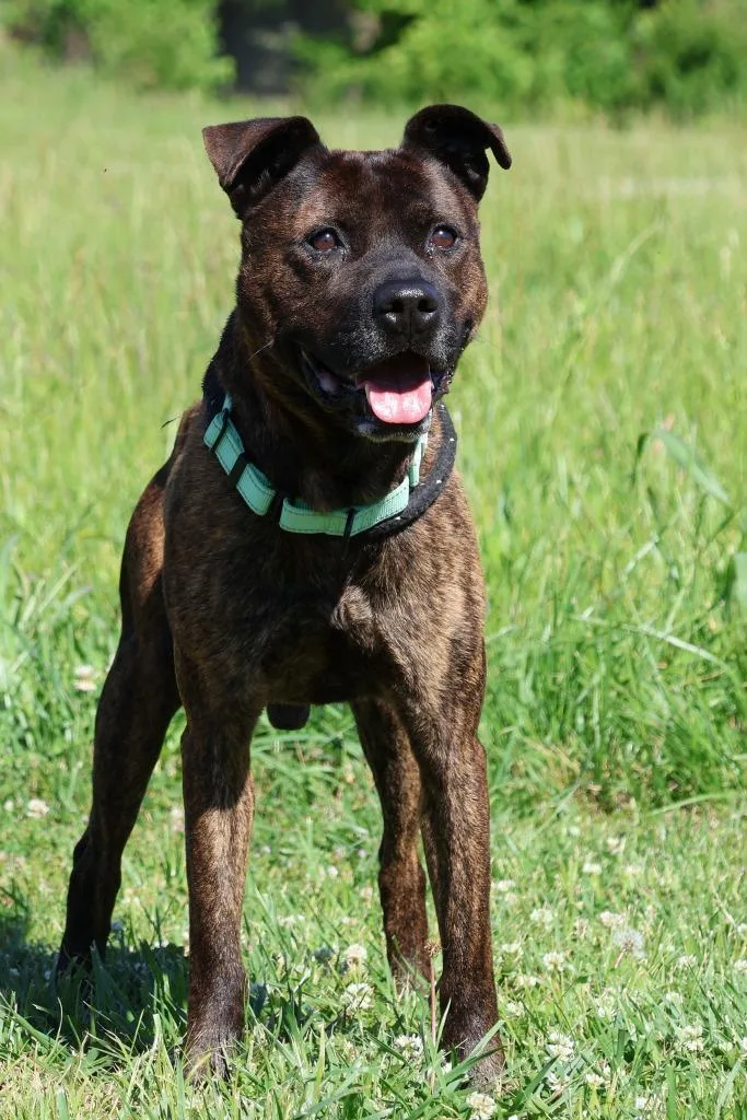 A young medium-sized male Mixed Breed dog named Jake "beano for adoption in Columbia, TN