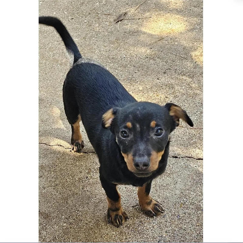 A baby small-sized male Chihuahua dog named Bingo for adoption in Uxbridge, MA