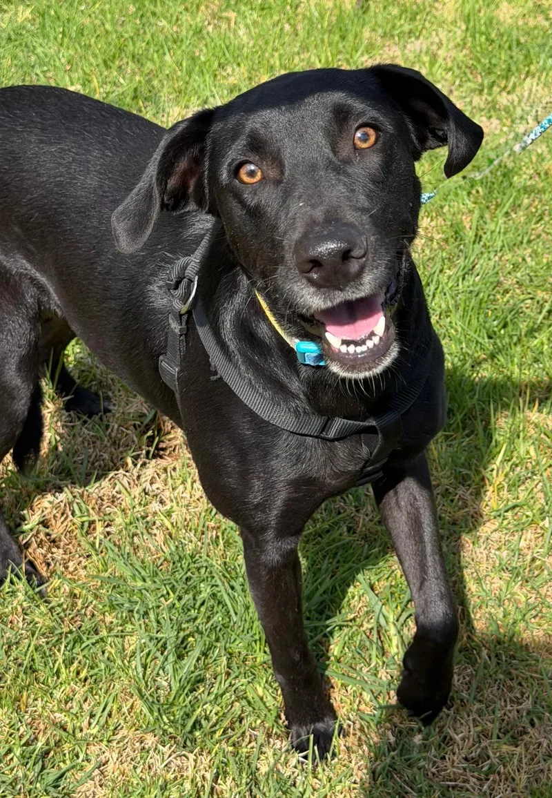 A young medium-sized female Black Labrador Retriever dog named Daisy for adoption in Austin, TX