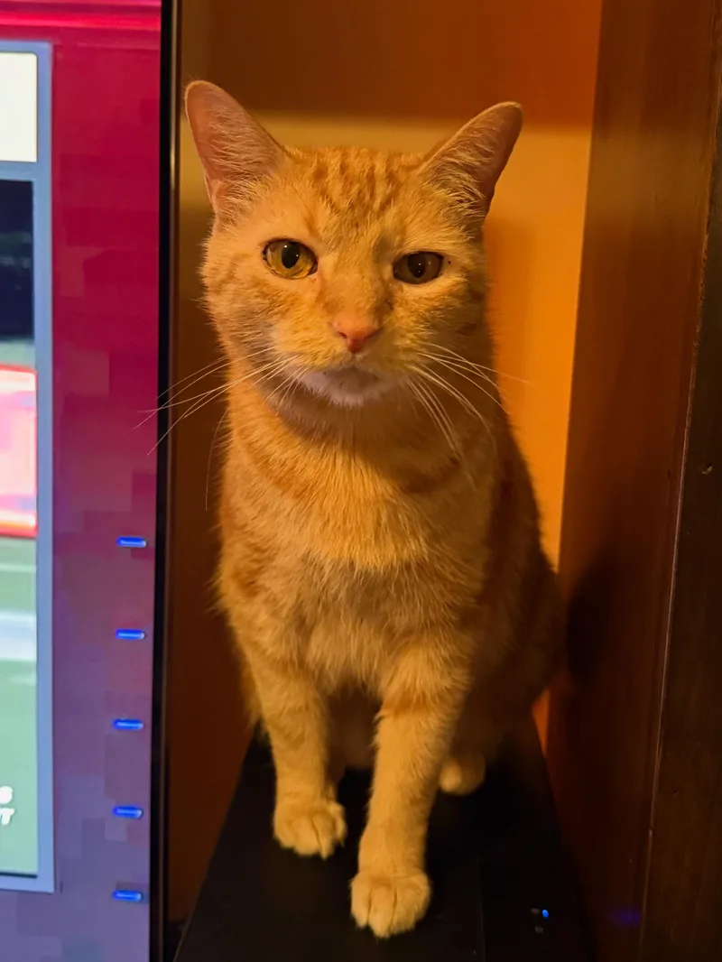 An adult medium-sized male Orange / Red Domestic Short Hair cat named Weasley for adoption in Great Mills, MD