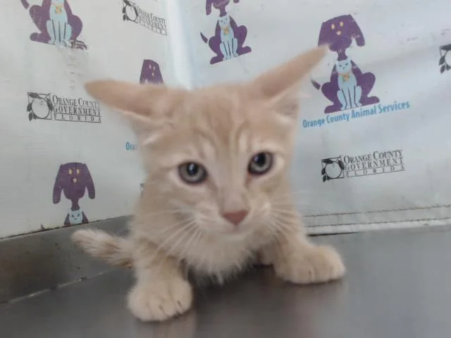 Jack