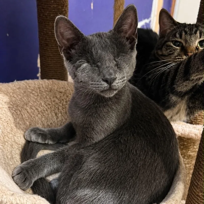 A baby medium-sized male Gray / Blue / Silver Domestic Short Hair cat named Sonic for adoption in Antioch, CA
