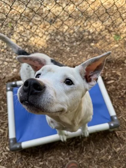 A senior medium-sized female Mixed Breed dog named Patty Cake for adoption in Cumming, GA