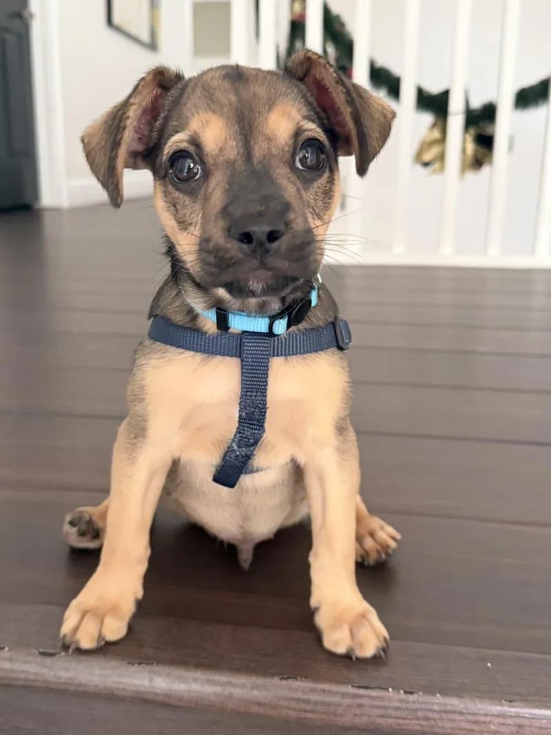 A baby small-sized male Bicolor French Bulldog dog named Argon for adoption in Sunrise, FL