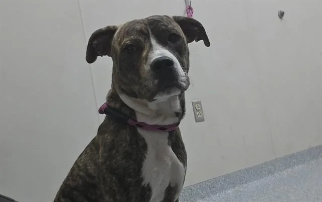 A young medium-sized female American Staffordshire Terrier dog named Schön for adoption in Garland, TX