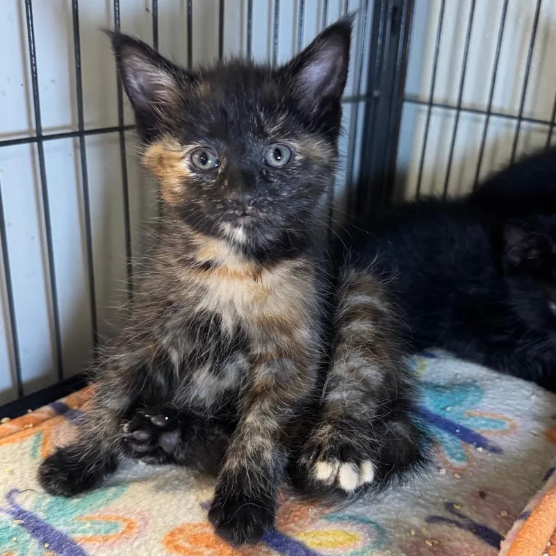 A baby medium-sized female Domestic Short Hair cat named Sassy for adoption in Saginaw, MI