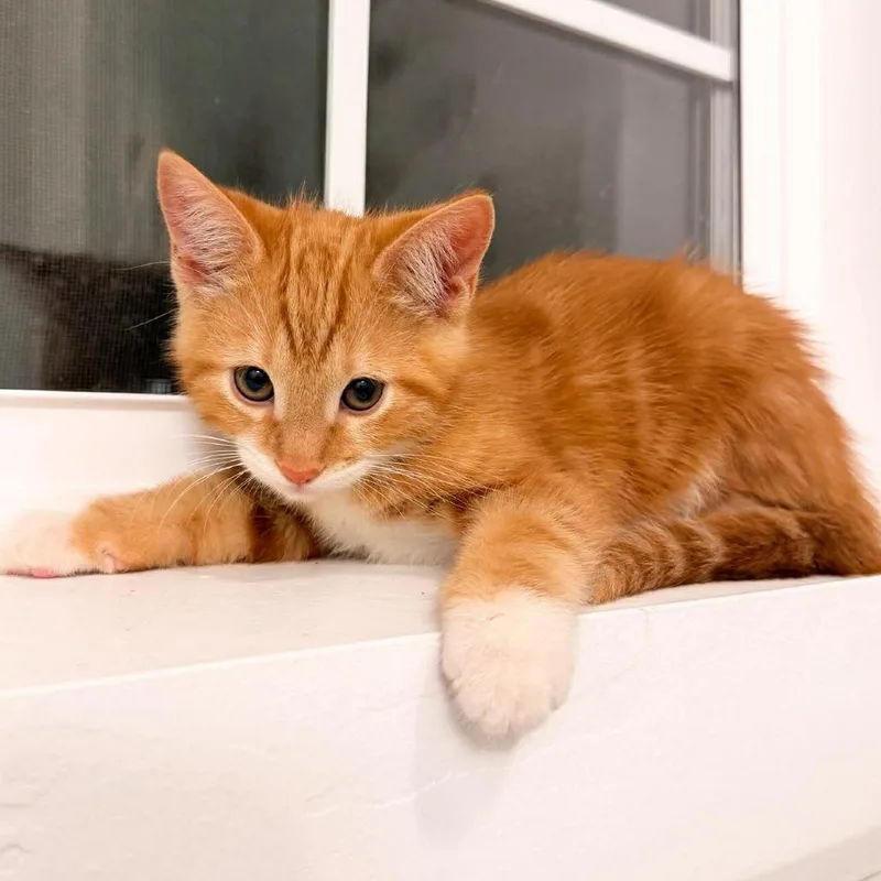 A baby small-sized male Orange / Red Domestic Short Hair cat named Orange Soda Jessup for adoption in Eagle Mountain, UT