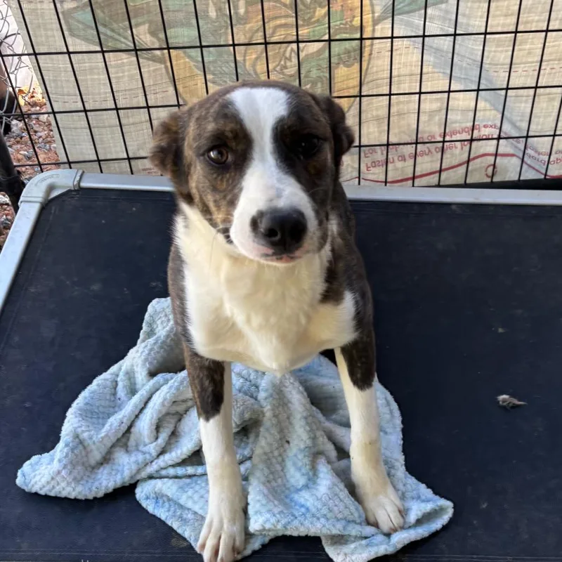 A young medium-sized male Brindle Bullmastiff dog named Jerry for adoption in Franklin, NC