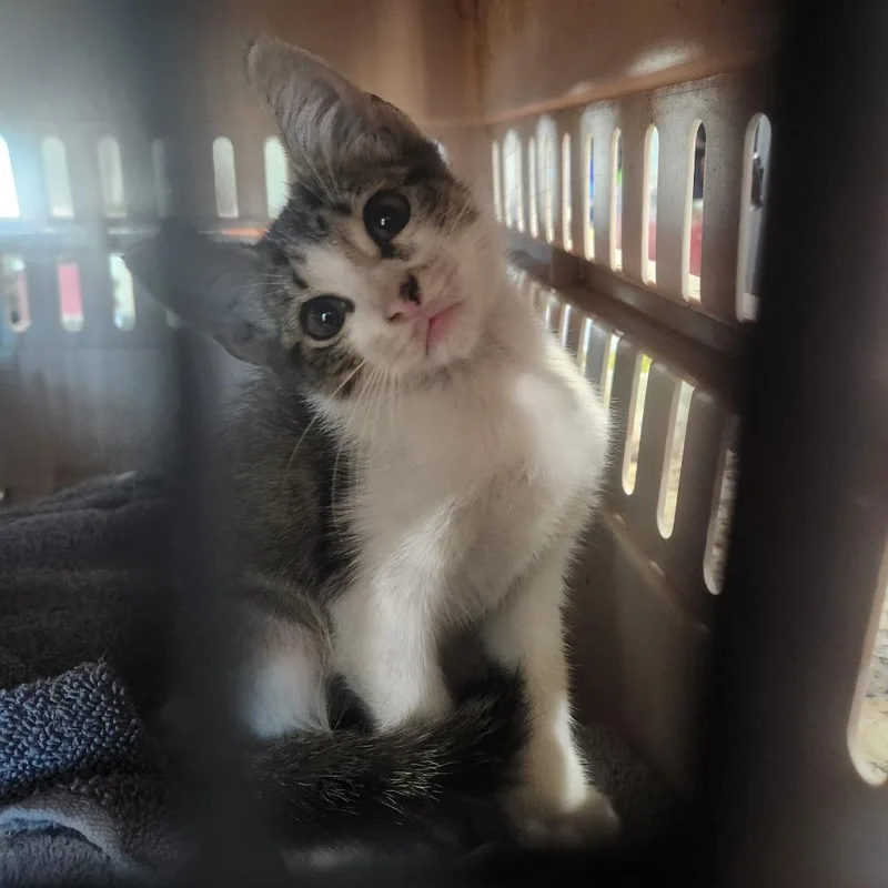 A baby small-sized male Domestic Short Hair cat named Echo for adoption in Bryan, TX