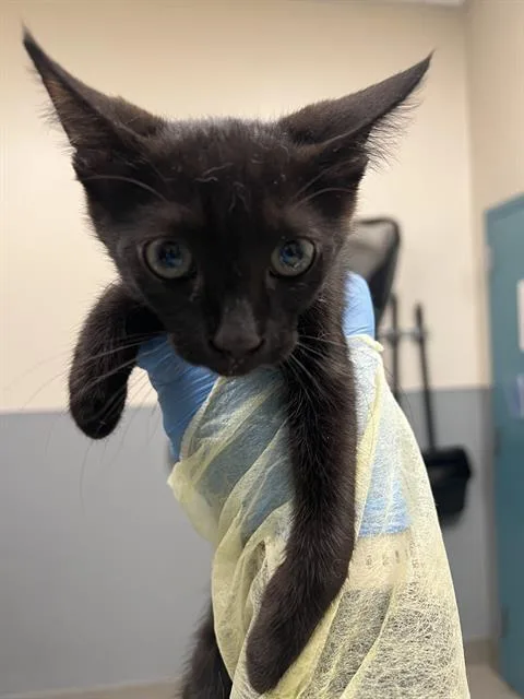 A baby small-sized male Domestic Short Hair cat named Tommy for adoption in Las Vegas, NV