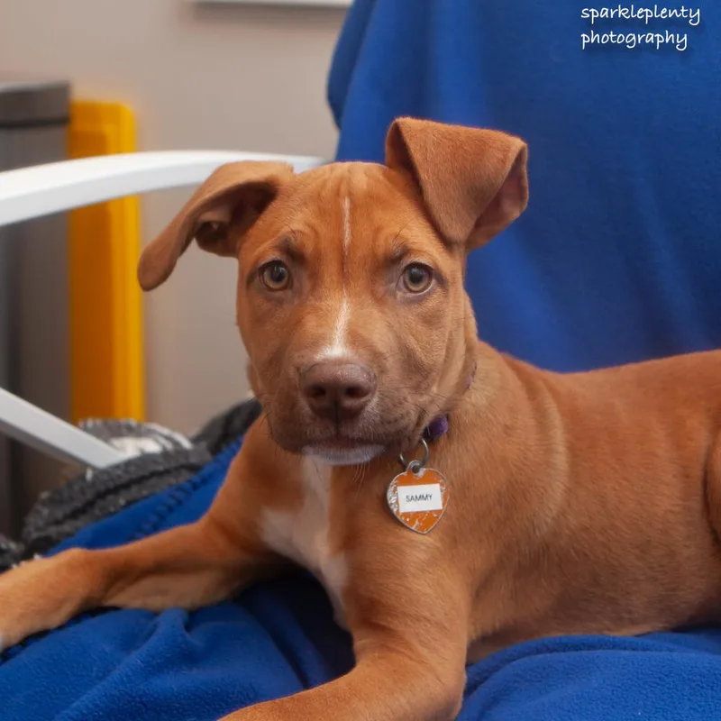A baby medium-sized male Red / Chestnut / Orange Mixed Breed dog named Sammy for adoption in Ridgefield, CT