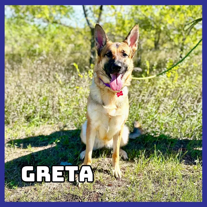 An adult medium-sized female Black German Shepherd Dog dog named Greta for adoption in Glenwood, MN