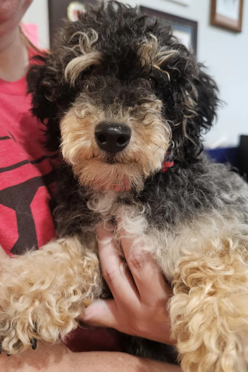A young small-sized male Black Poodle dog named Teddy Roosevelt for adoption in Lexington, KY