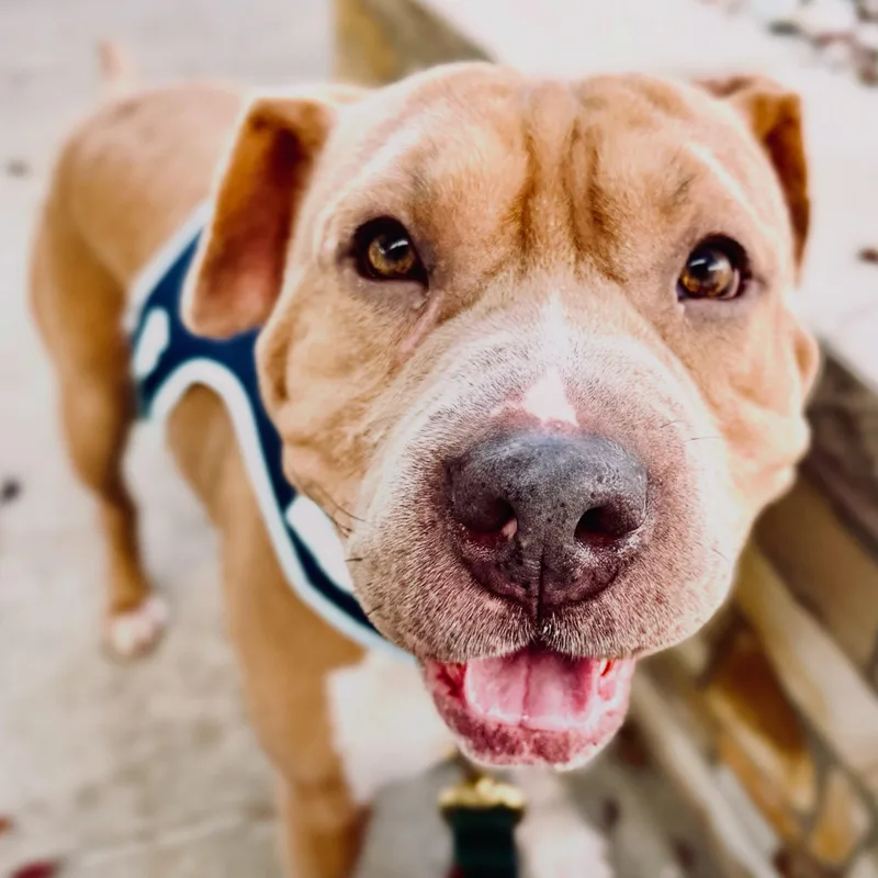An adult medium-sized female Pit Bull Terrier dog named Kava for adoption in Detroit, MI