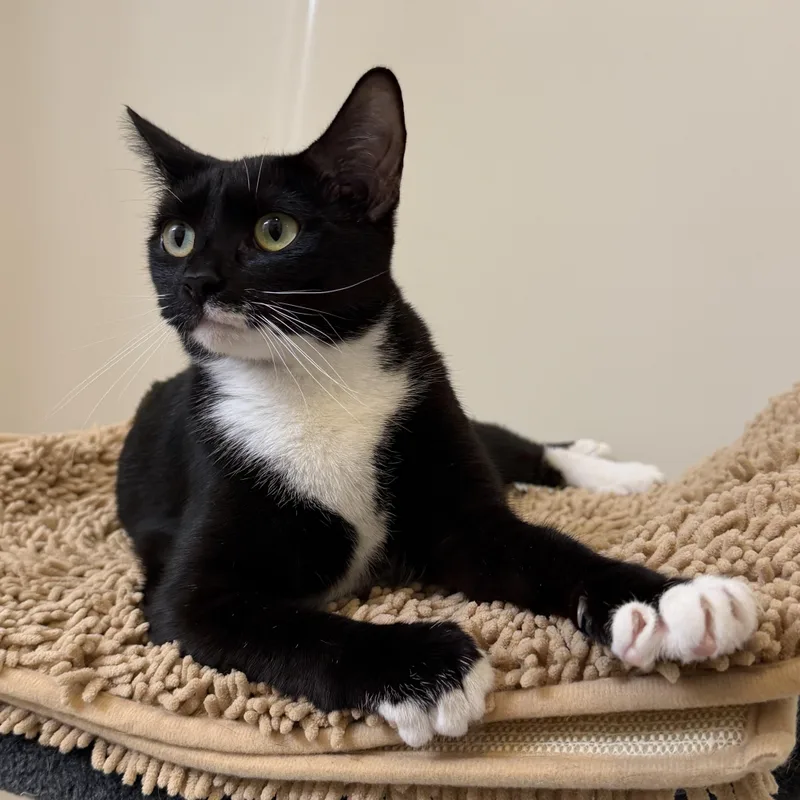 A young small-sized female Black & White / Tuxedo American Shorthair cat named Angela & Loki for adoption in Frederick, MD
