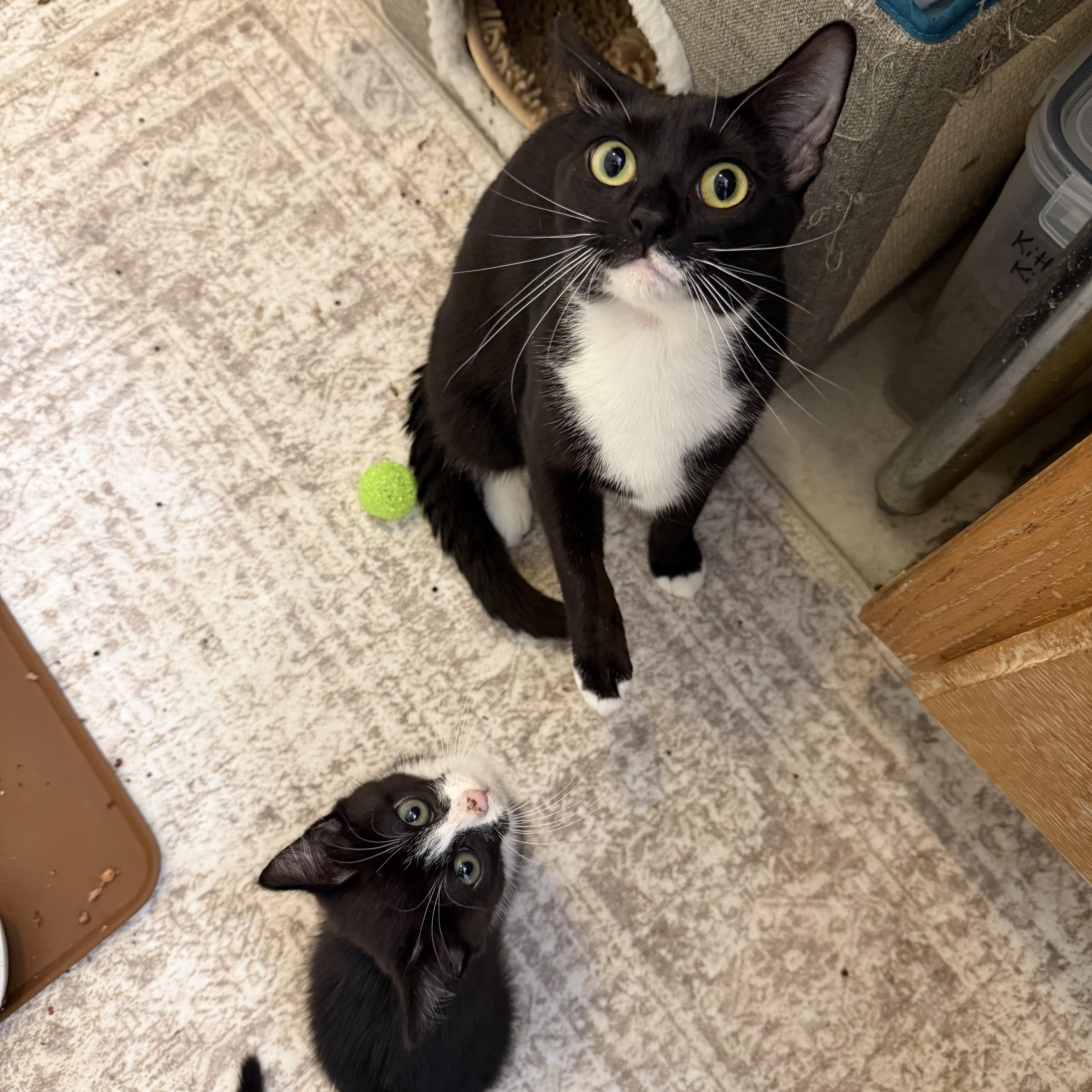 Angela & Loki thumbnail 2