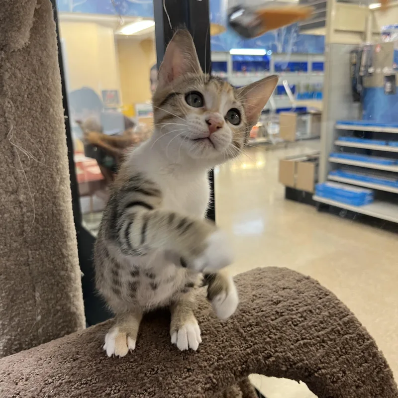 A baby medium-sized female Domestic Short Hair cat named Tequila for adoption in Palmetto, FL