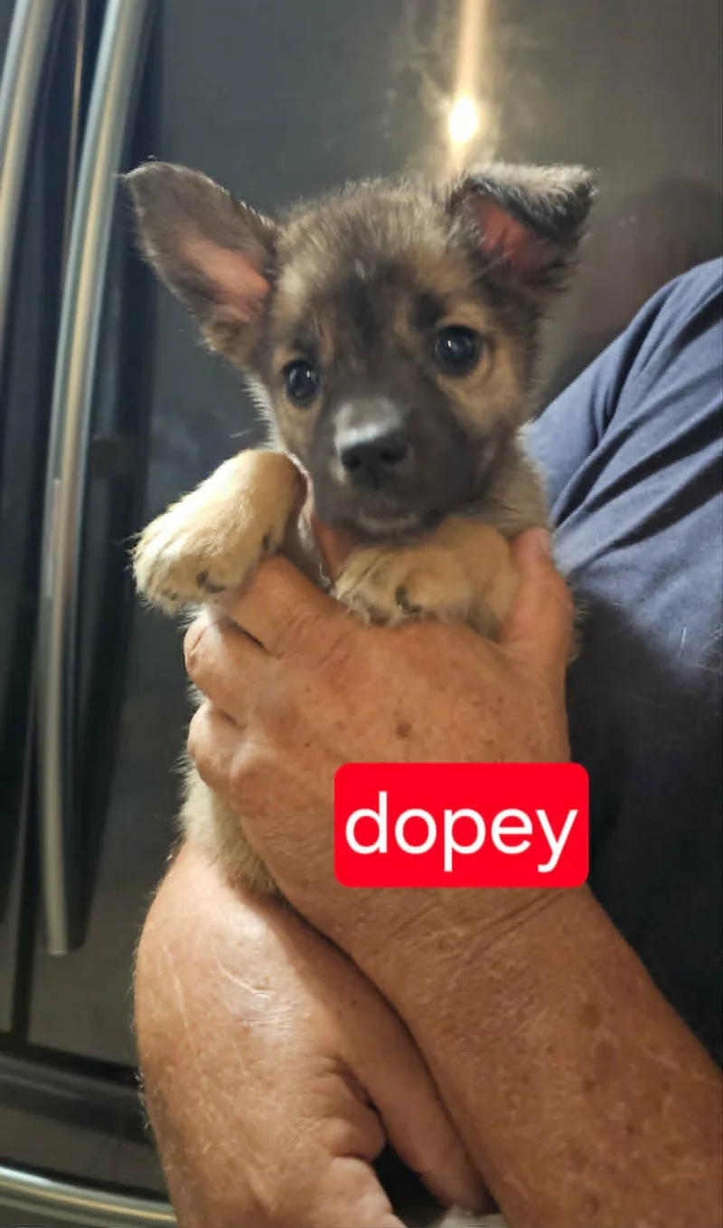 A baby medium-sized male Cattle Dog dog named Dopey for adoption in Fort Worth, TX