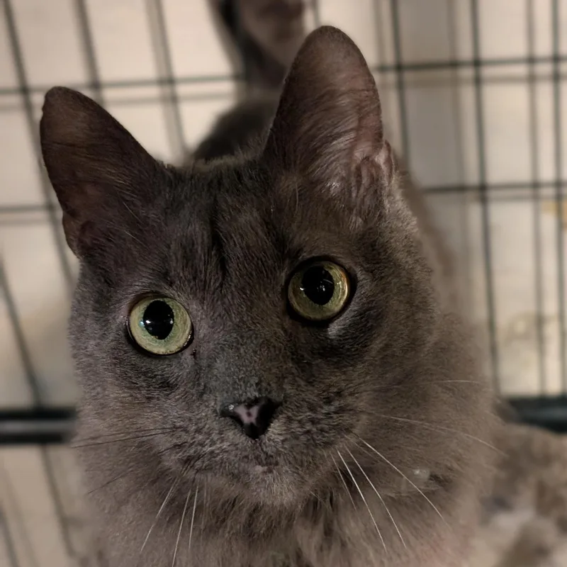 An adult medium-sized male Domestic Long Hair cat named Blue for adoption in Danville, VT
