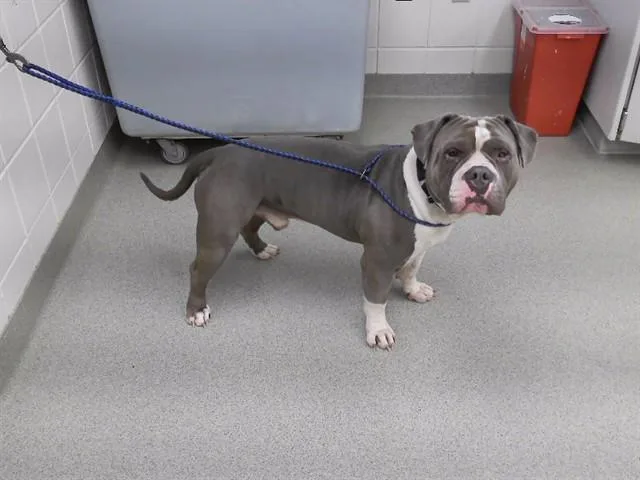 Big Dude