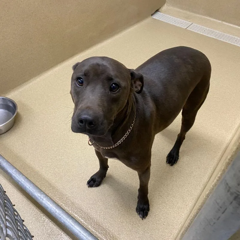 An adult medium-sized female Sable Pit Bull Terrier dog named Coco for adoption in Monroe, GA