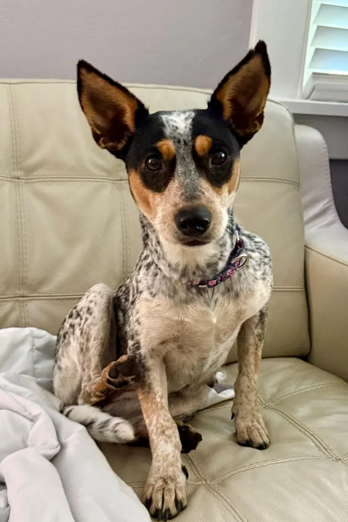 Tillie Mae