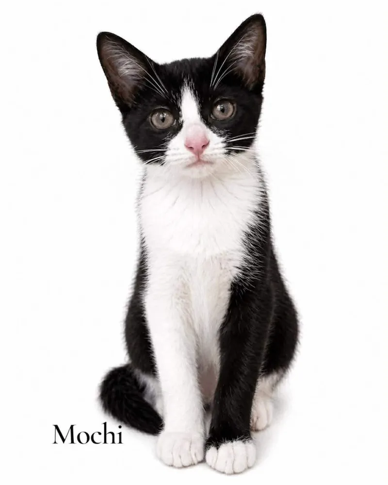 A baby medium-sized female Domestic Short Hair cat named Mochi for adoption in Stevensville, MI