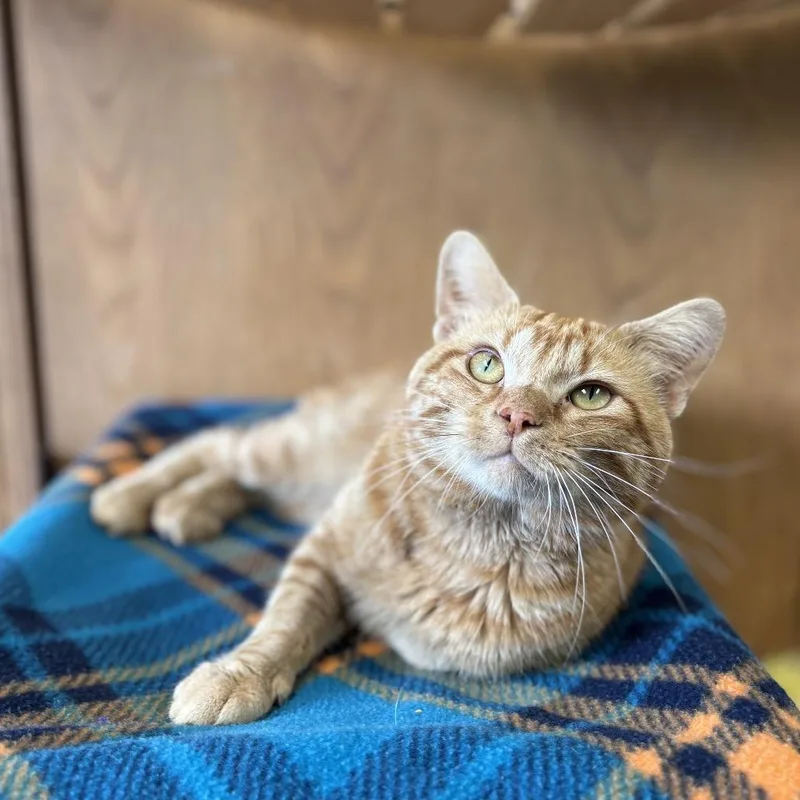 An adult medium-sized male Orange / Red Manx cat named Grover for adoption in Fargo, ND