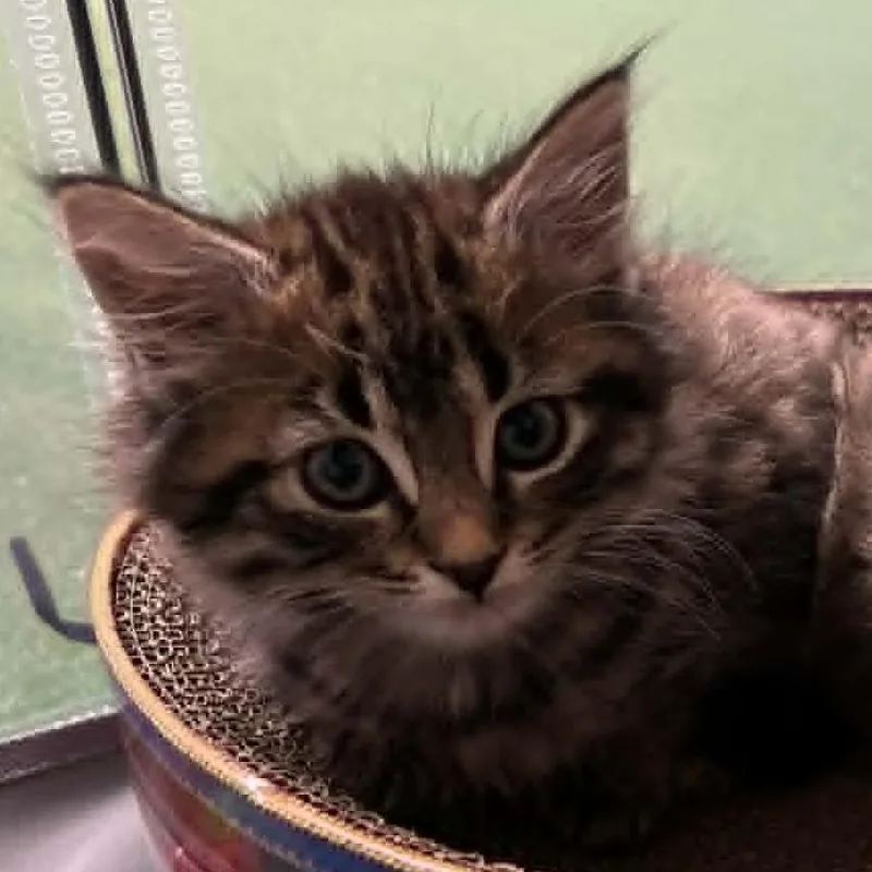 A baby small-sized female Brown / Chocolate Domestic Medium Hair cat named Louise for adoption in Shinnston, WV