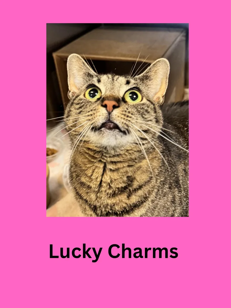 An adult medium-sized female Tabby (Gray / Blue / Silver) Domestic Short Hair cat named Lucky Charms for adoption in Ravenna, OH