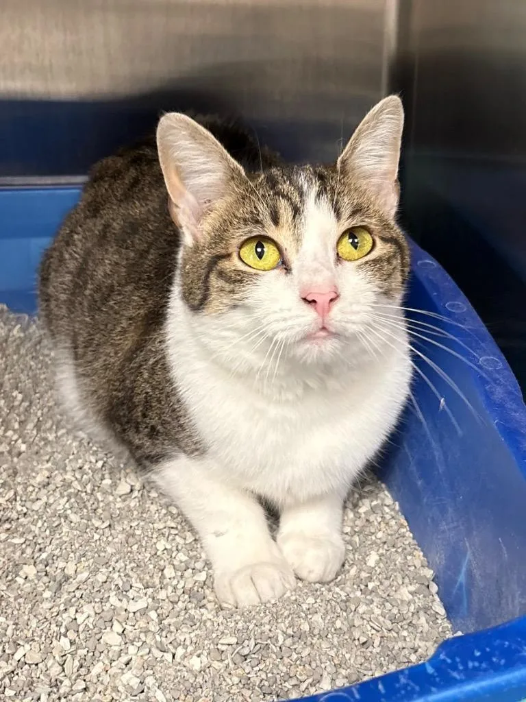 A young medium-sized female Domestic Short Hair cat named Millie  Baby for adoption in Greeneville, TN
