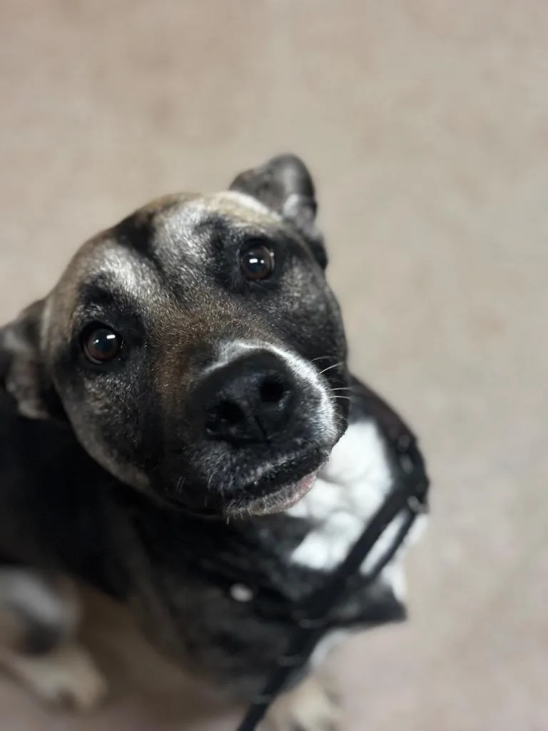 A young large-sized female German Shepherd Dog dog named Starry for adoption in Lima, OH