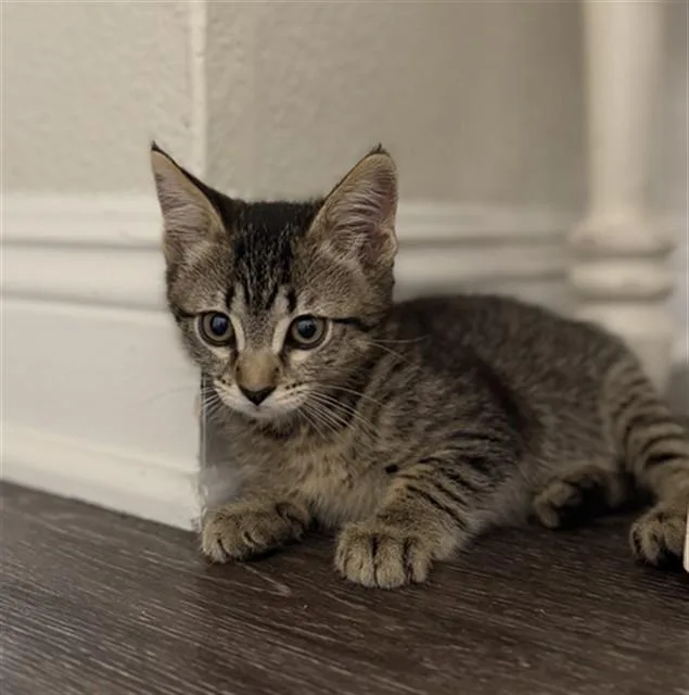 A baby small-sized female Domestic Short Hair cat named Bellissima for adoption in Sacramento, CA