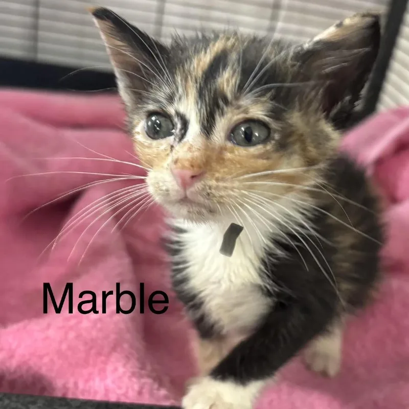 A baby small-sized female Brown / Chocolate Domestic Short Hair cat named Marble for adoption in League City, TX