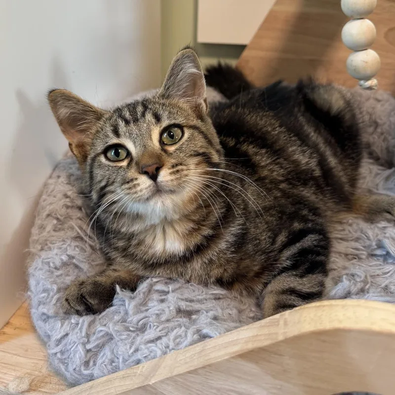 A baby small-sized male Brown / Chocolate Domestic Short Hair cat named Nash for adoption in Goshen, IN