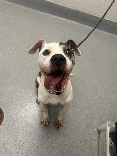 An adult medium-sized male Pit Bull Terrier dog named Thor for adoption in Indianapolis, IN