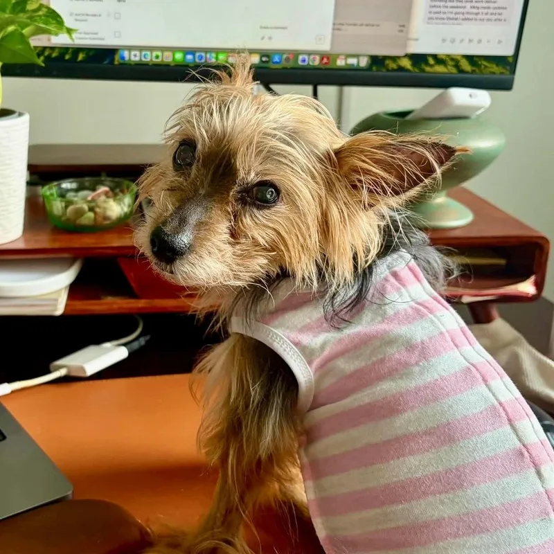An adult small-sized female Yorkshire Terrier dog named Dottie Princessa for adoption in Long Island City, NY