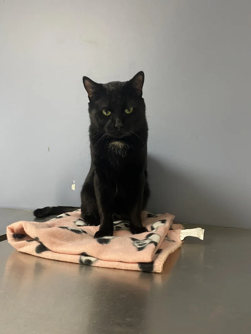 A young medium-sized male Black Domestic Short Hair cat named Night Star for adoption in Rock Falls, IL