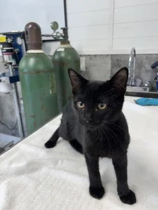 A baby small-sized male Domestic Short Hair cat named Charley for adoption in Paducah, KY