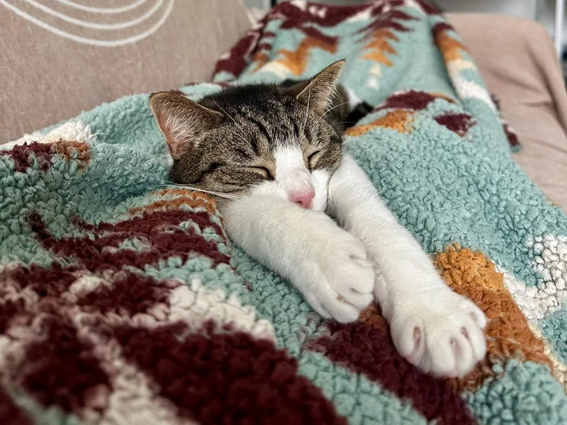 A young medium-sized male Buff & White Domestic Short Hair cat named Oppie for adoption in Somerville, MA