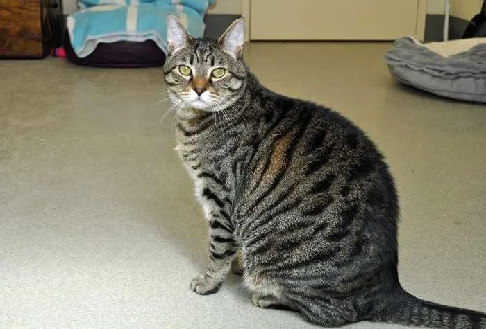A young large-sized male Domestic Short Hair cat named Pierce for adoption in Coupeville, WA