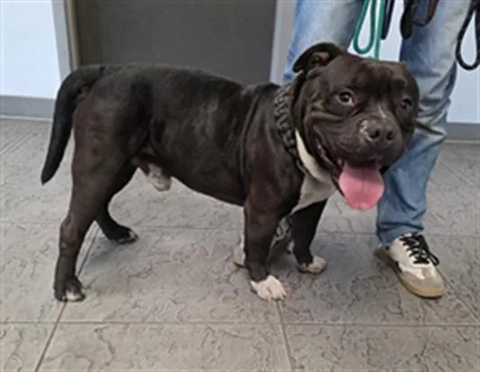 An adult large-sized male Pit Bull Terrier dog named Ricky for adoption in Los Angeles, CA